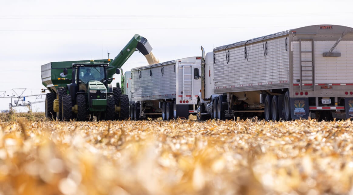 Timpte Super Hopper Grain Trailers Being Filled with Corn